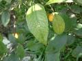 Deficiency nutrient citrus